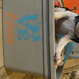 Boston Terrier Puppies from Candied Bostons