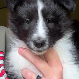 Fields - Black and white male Shetland Sheepdog puppy in Weeping Water, Nebraska from Celebration Shelties