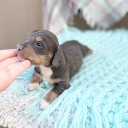 Sailor - Blue and cream male Dachshund puppy in Decatur, Mississippi from KP Dachshunds