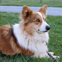 Si - Pembroke Welsh Corgi