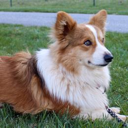 Si - Pembroke Welsh Corgi