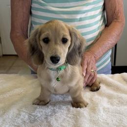 Critter Ridge Kryptonite - Cream male Dachshund puppy in Coulterville, California from Critter Ridge mini long hair Dachshunds