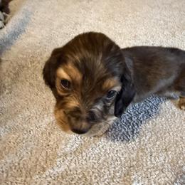 Churro - Red male Dachshund puppy in Ranburne, Alabama from Camdox