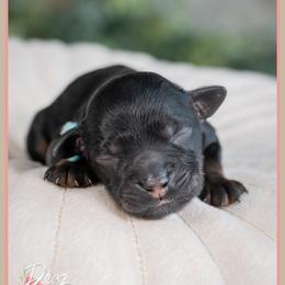 House - Black male Cockapoo puppy in Connersville, Indiana from Deaz Doodle Ranch