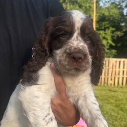 Heath - Liver and white male English Springer Spaniel puppy in Henry, Virginia from Two Hills Springers