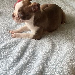 Boston Terrier Puppies from Angie's Little Bostons