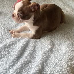 Boston Terrier Puppies from Angie's Little Bostons