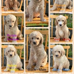 Goldendoodle Puppies from Rolling Acres Doodles and Poodles
