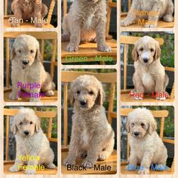 Goldendoodle Puppies from Rolling Acres Doodles and Poodles