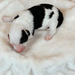 Macchiato - Black and white male Sheepadoodle puppy in Cleveland, Tennessee from Narrow Path Old English & Sheepadoodles
