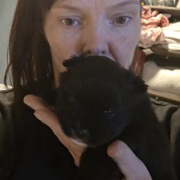 Cardie - Black female Pomeranian puppy in Benbrook, Texas from J & B Pomeranians/Pomsky's L.L.C