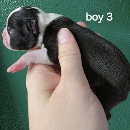 Boy 3 - Black brindle and white male Boston Terrier puppy in Denver, Colorado from Diamonds In The Ruff Boston Terriers