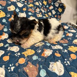 Blake(1600.00) AVAILABLE - Parti male Yorkshire Terrier puppy in Brandenburg, Kentucky from Lil Amazing Paws Yorkshire Terriers