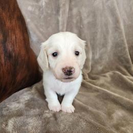 Cobalt - Cream male Dachshund puppy in Lindsay, California from Lewis Creek Dachshunds