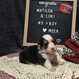 3 red collar boy - Black and tan male Pembroke Welsh Corgi puppy in Harrisburg, Illinois from Parish Corgis