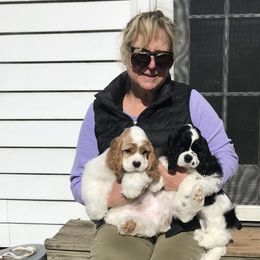 Cocker Spaniel Puppies from Dune Cockers