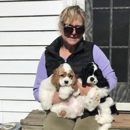 Cocker Spaniel Puppies from Dune Cockers