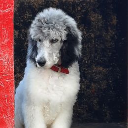 Cain - Aussiedoodle