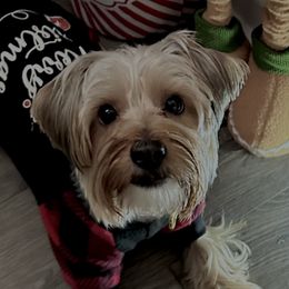 Yorkshire Terriers from Many Minnie Yorkies