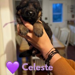 Celeste - Black and red female German Shepherd puppy in Harvard, Illinois from Aus Dem Meer German Shepherds