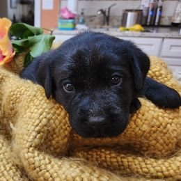 Labrador Retriever Puppies from Persimmon Hill Labrador Retrievers