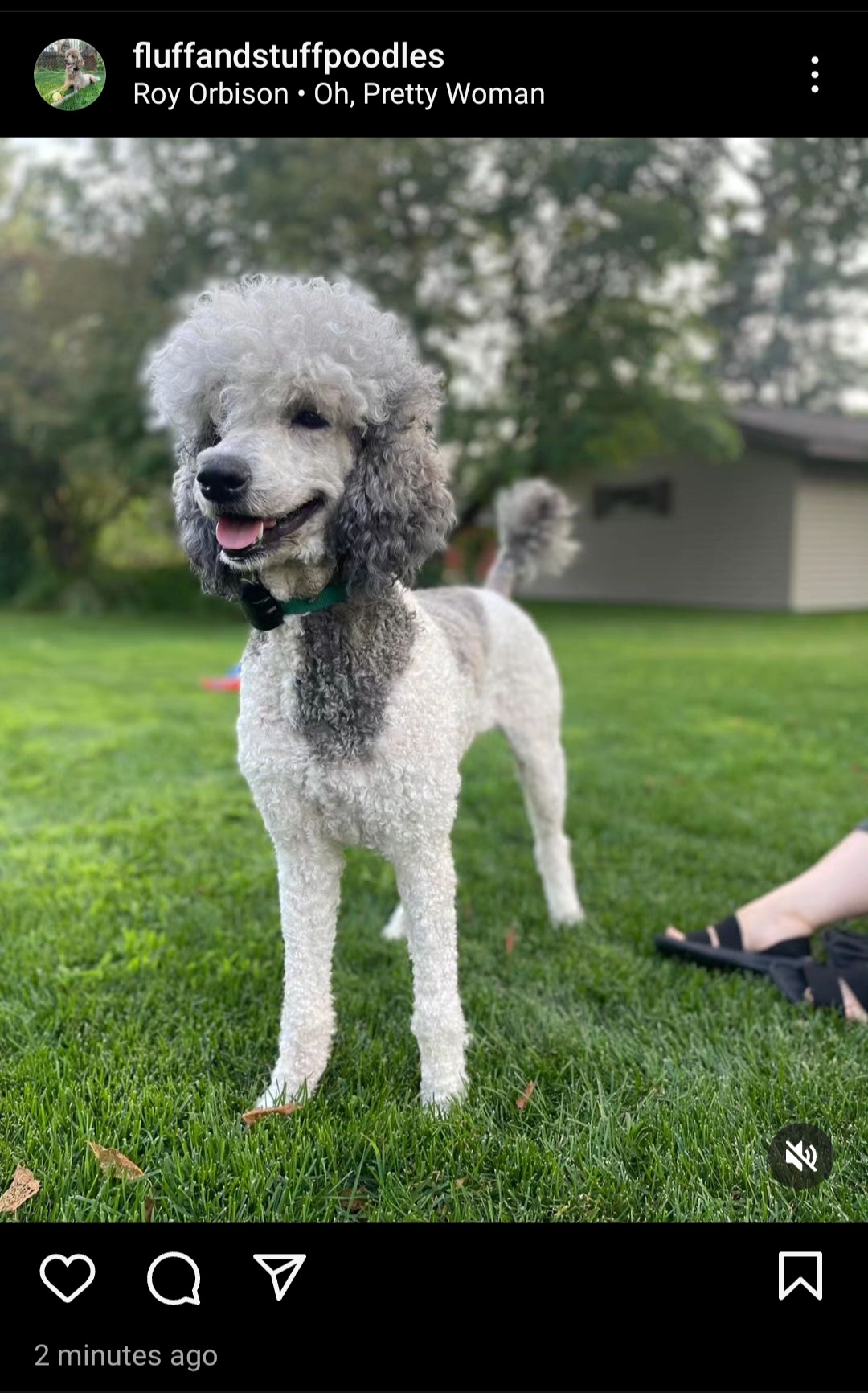 Vivian - Poodle
