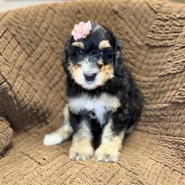 Betsy - Tri-color female Bernedoodle puppy in Lookout, California from Remington Kennels, LLC