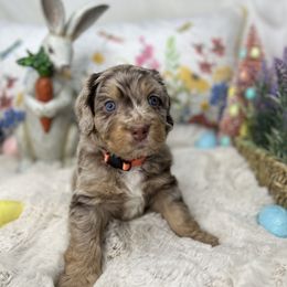 Aussiedoodle, Bernedoodle, and Goldendoodle Puppies from Little Golden Farm