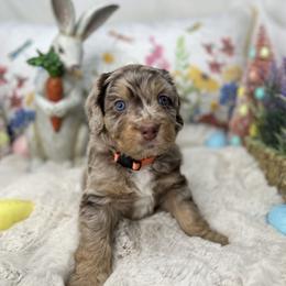 Aussiedoodle, Bernedoodle, and Goldendoodle Puppies from Little Golden Farm
