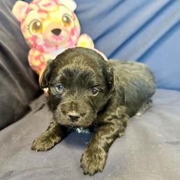 Lamborghini - Black & white female Toy Australian Shepherd puppy in Medical Lake, Washington from MAS Gone Rogue