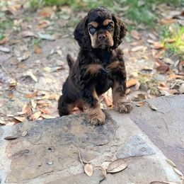 Cocker Spaniel Puppies from Hallmark Cocker Spaniels