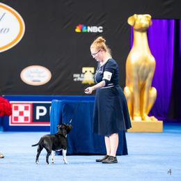 Staffordshire Bull Terrier All Grown Up from Equinox Staffords