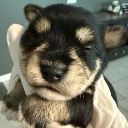 Boy 1 - Black and silver male Miniature Schnauzer puppy in Avondale, Arizona from Campos Schnauzers