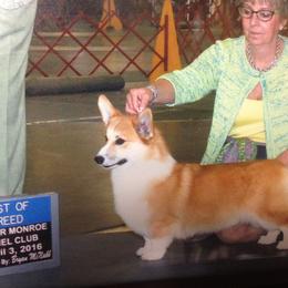 German Shepherd and Pembroke Welsh Corgi All Grown Up from Dell-Mar
