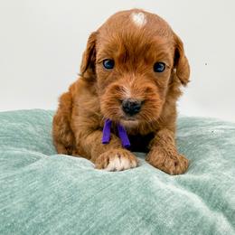 Nerds - Red  female Goldendoodle puppy in Sunman, Indiana from Brunsman Country Doodles LLC