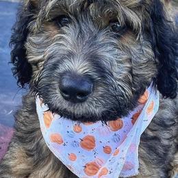 Aussiedoodle Puppies from Signature Doodles