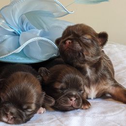 Shih Tzus from Winning Colors Shih Tzu