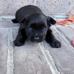 Boy1 - Black and gold male Yorkshire Terrier puppy in Richland County, South Carolina from Nesha's Pawrific Tails