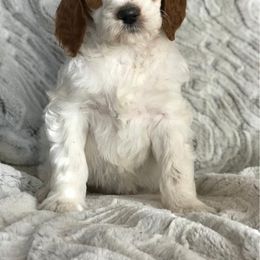 Goldendoodle and Whoodle Puppies from Deb’s KY Doodles