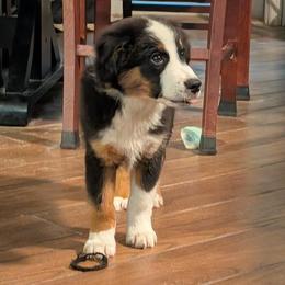 Garnet - Black tri male Miniature American Shepherd puppy in Trenton, Florida from Atherney