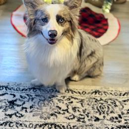 Betelgeuse - American Corgi