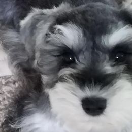 Miniature Schnauzers from Stallard’s Schnauzers- miniatures