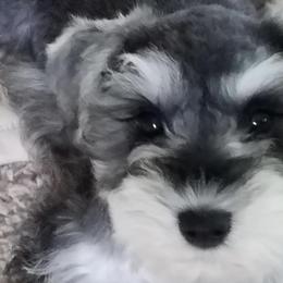 Miniature Schnauzers from Stallard’s Schnauzers- miniatures