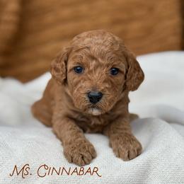 Ms. Cinnabar - Red female Cavapoo puppy in Sacramento, California from Dandy Doodles Goldendoodles