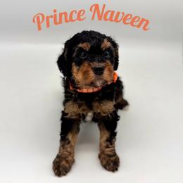 Prince Naveen - Tri-color male Bernedoodle puppy in Munster, Indiana from Miranda’s Sunshine Poodles and Doodles