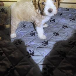 Australian Labradoodle, Bernedoodle, Goldendoodle, Poodle, and Sheepadoodle Puppies from Sutton Place Doodles