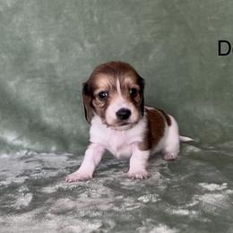 Dopey - Cream male Dachshund puppy in Poteau, Oklahoma from Sisters Dazzling Dachshunds