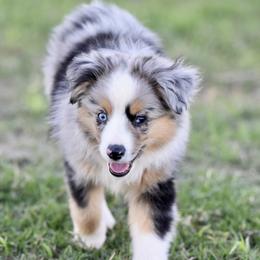 Hudson - Blue merle male Miniature Australian Shepherd puppy in Wichita Falls, Texas from Shooting Stars Ranch Toy and Mini Aussies