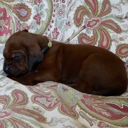 Tan Boy - Red male Redbone Coonhound puppy in Shreveport, Louisiana from BAFERD Kennels