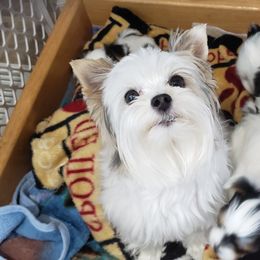 Yorkshire Terrier Puppies from Cheryl Skistimas